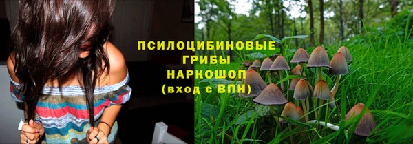 прущие грибы Михайлов