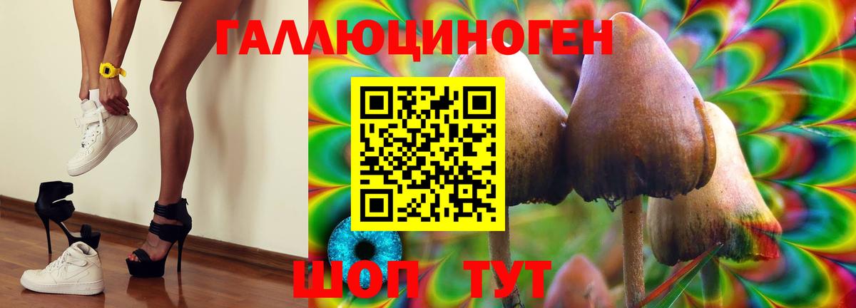Галлюциногенные грибы Psilocybe Егорьевск