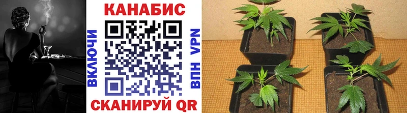 магазин продажи Егорьевск МАРИХУАНА OG Kush